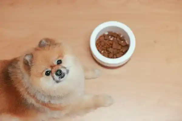 next level dog food​